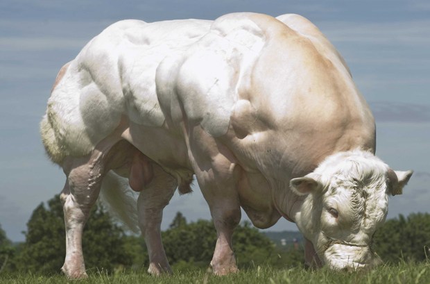 Belgian Blue cattle