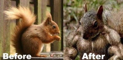 Muscular Squirrel