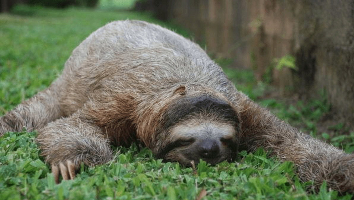 sloth sleeping