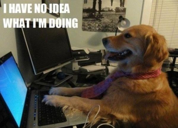 i've no idea what i'm doing dog meme