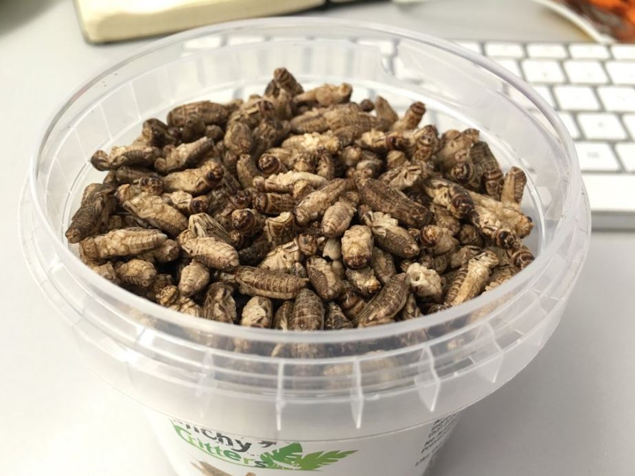 bugs insects proteim musclefood