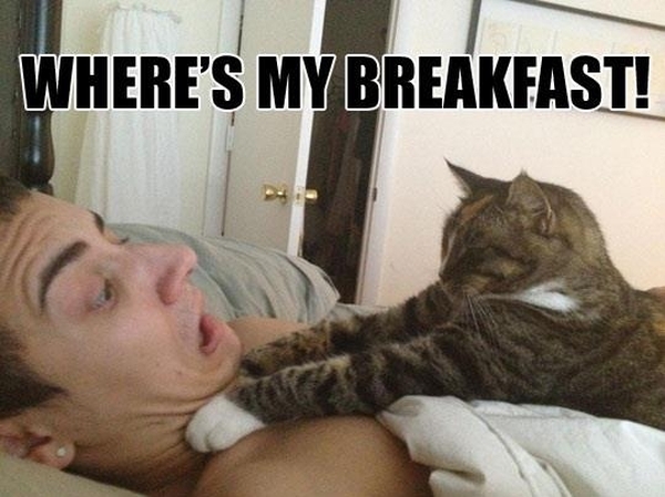 cat breakfast meme funny
