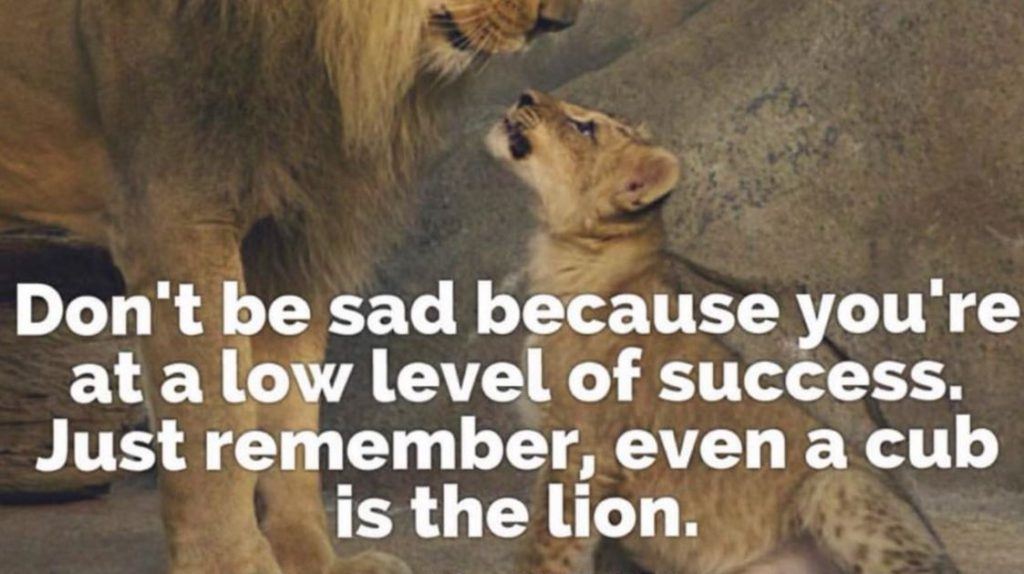 fitness lion meme